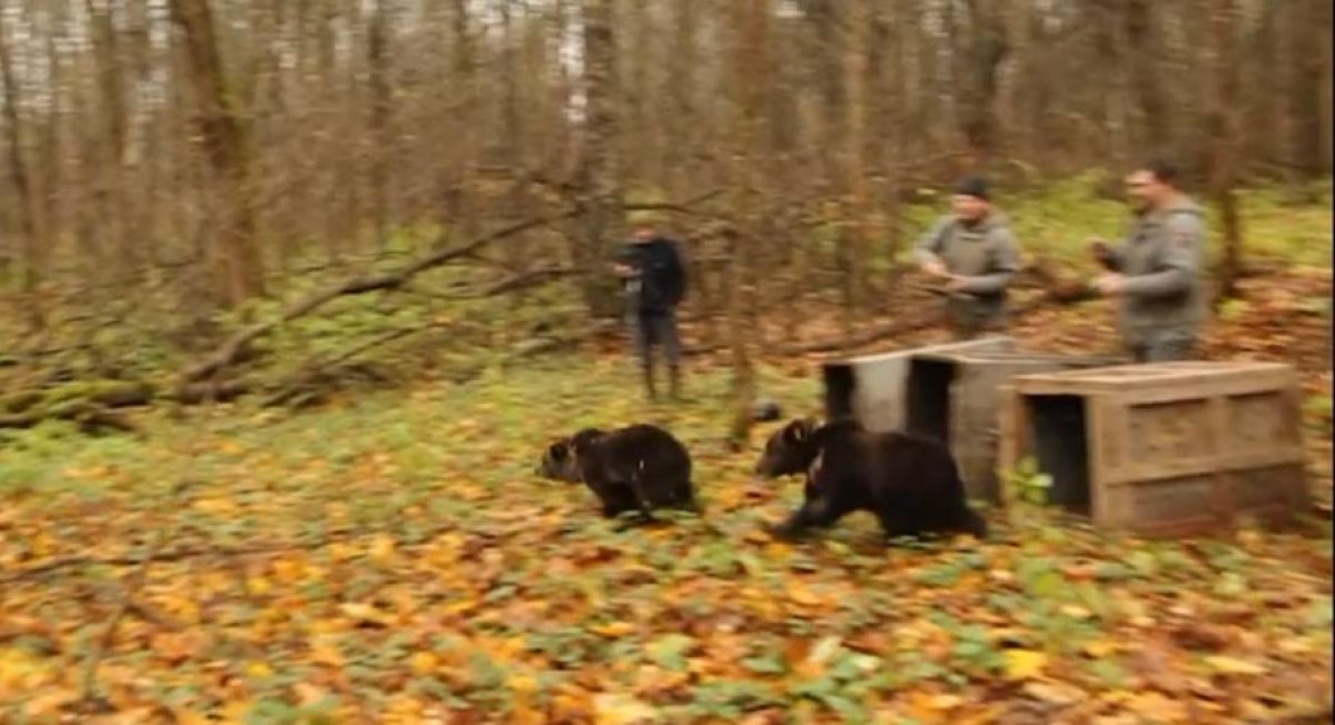 Центр спасения медвежат-сирот «OBRCRussia»