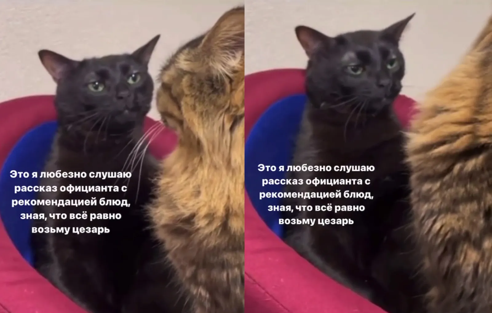 Кот мем. Мем кот слушает. Слушающий кот. Мем кот слушает. Кхм.