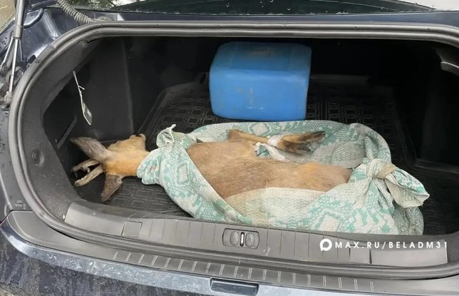 Белгородские спасатели помогли косуле в парке «Берега»