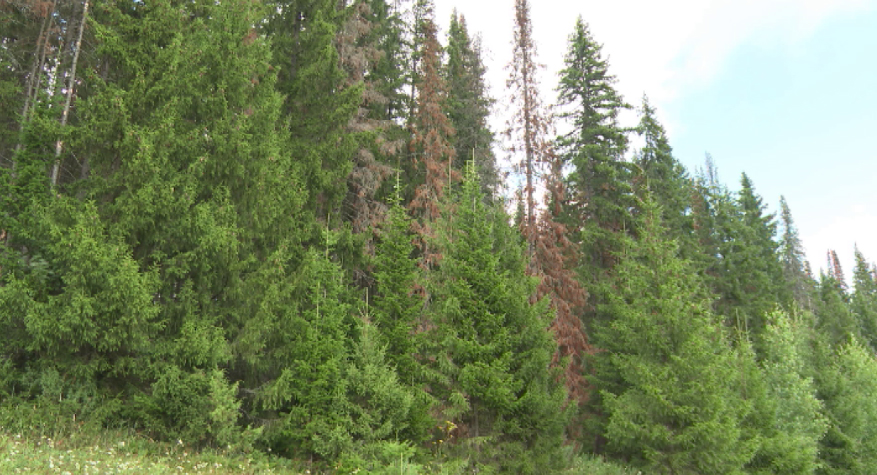 В Свердловской области выявили очаги заражения лесов вредителями