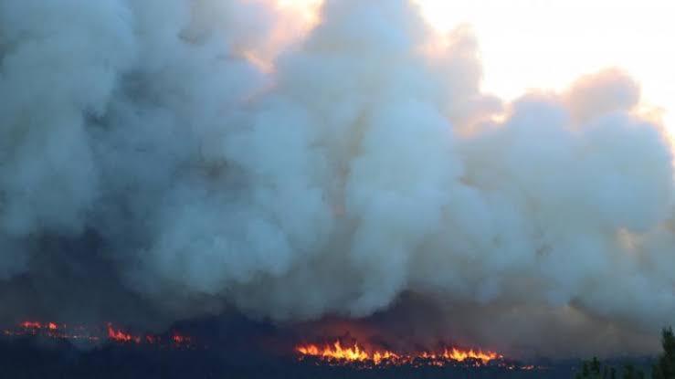 Власти: Природный пожар в Анталье взят под контроль