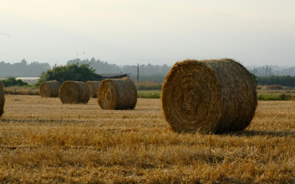 Аграрии внедряют ИИ. Как нейросети повышают урожаи в мире и в России