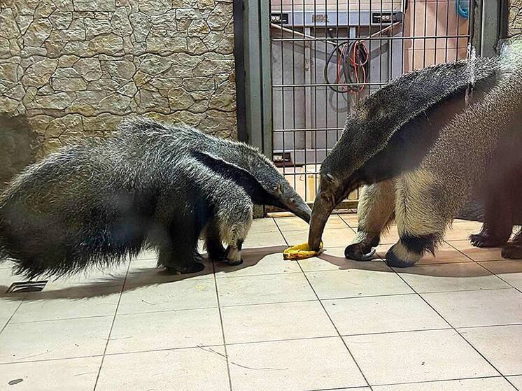 Пепсик, шмыга и Барбара Стрейзанд: какие имена калининградцы придумали для муравьеда