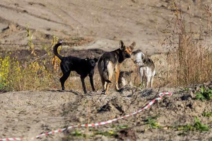 Свора собак. Владивосток окружение собак. Натаскивает собак на людей. Дикая стая 2