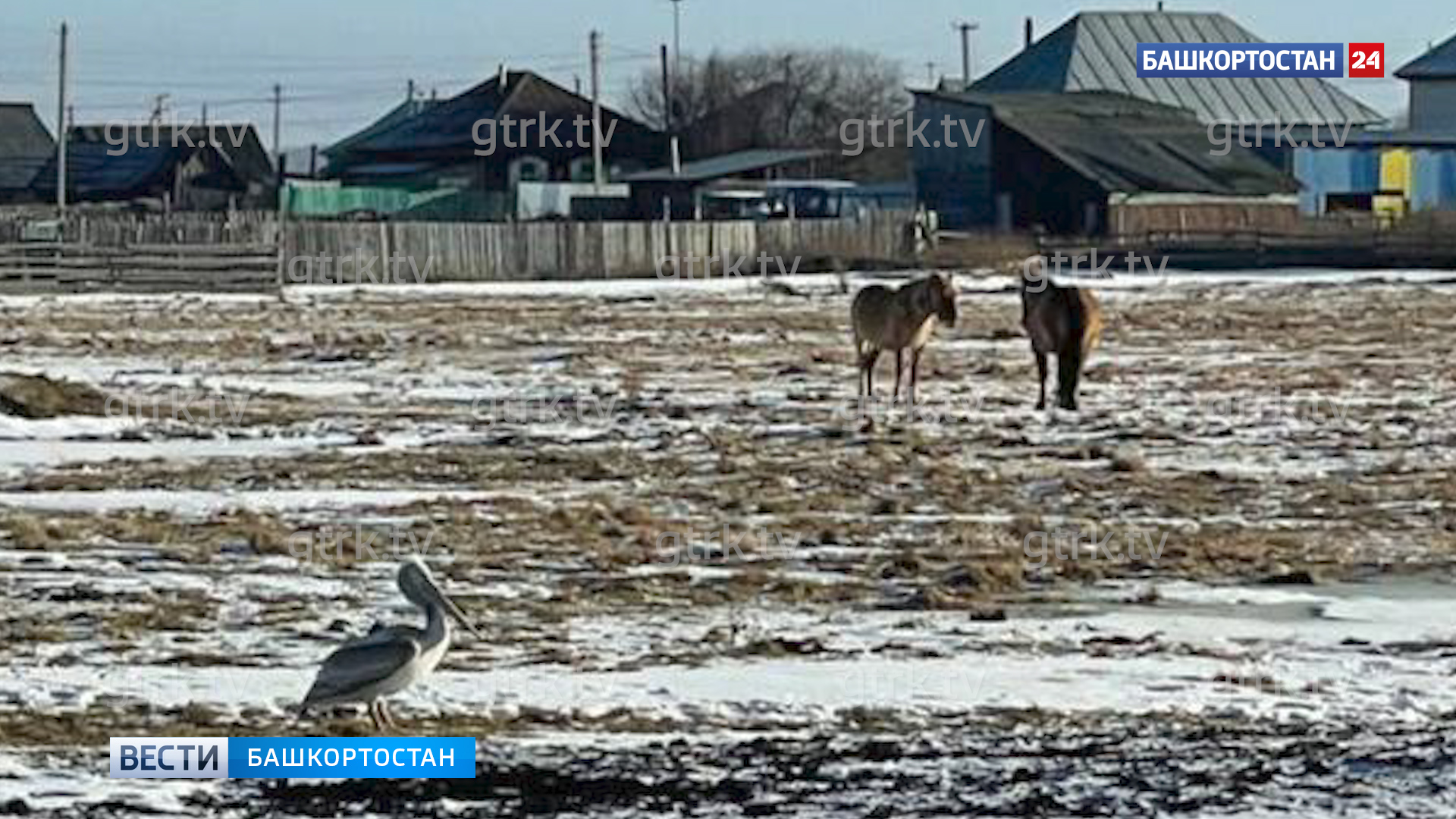 В башкирском селе сняли на видео пеликана