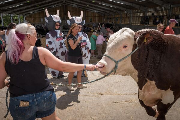 Быка ведут обратно в коровник на третий день 166-й Большой Йоркширской выставки в Англии - Sputnik Грузия