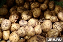 Блогер-садовод из Магнитогорска нашел способ выращивать картофель на целине 