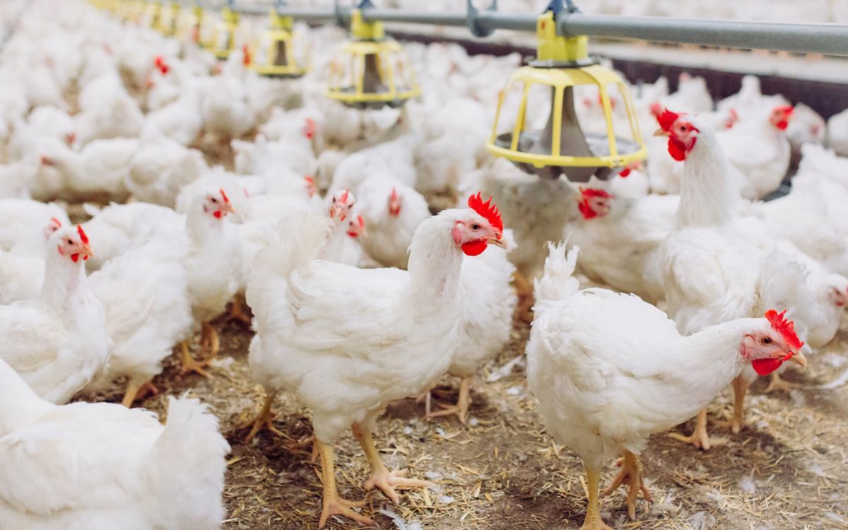 Грипп птиц поразил крупную птицефабрику в Испании