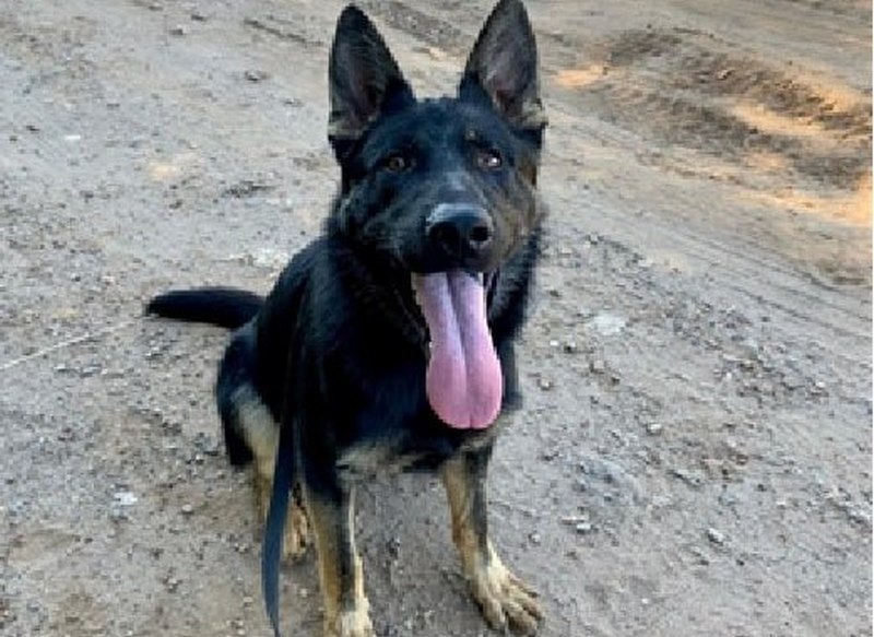 Кировские полицейские ищут новый дом для 4-летнего пса, отслужившего свой срок