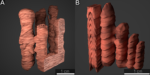 Сравнение 3D-моделей строматолитов Sundosia mira (А) и Segosia columnatis (B)