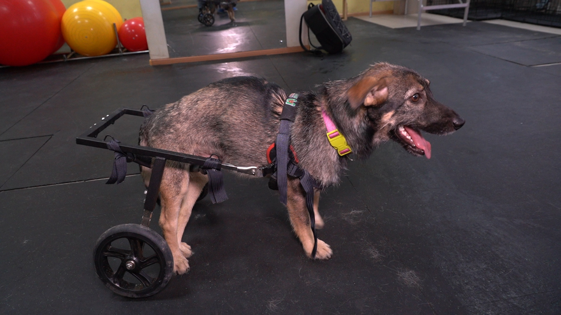 Насчет собак. Собака инвалид. Подъемник для парализованной собаки.