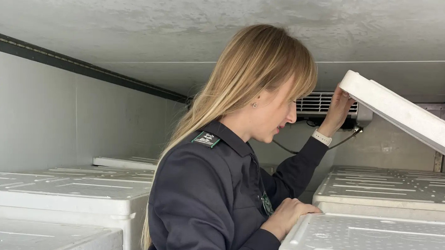 В Успенском районе остановили 800 килограммов форели без документов