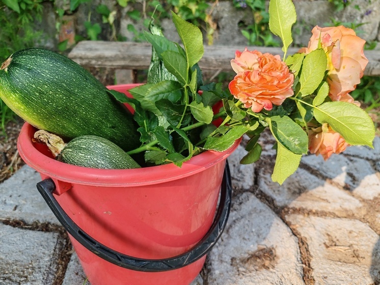 В Бурятии смягчат наказание для дачников и пенсионеров, торгующих своими овощами