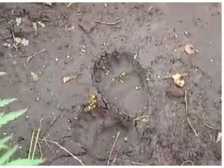 Под Новосибирском грибник наткнулся на медвежьи следы