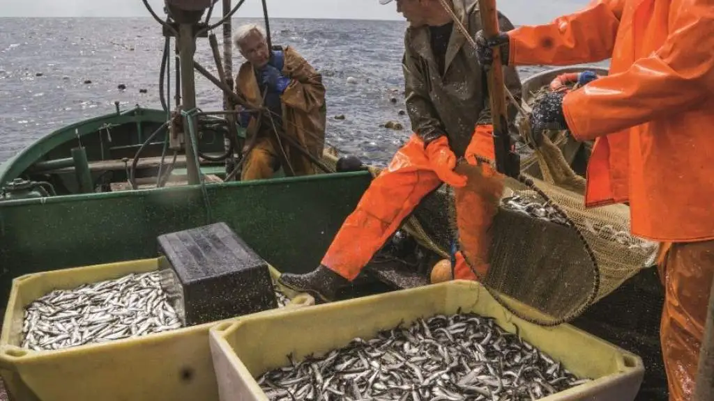 В Балтийском море можно будет ловить больше салаки и меньше кильки