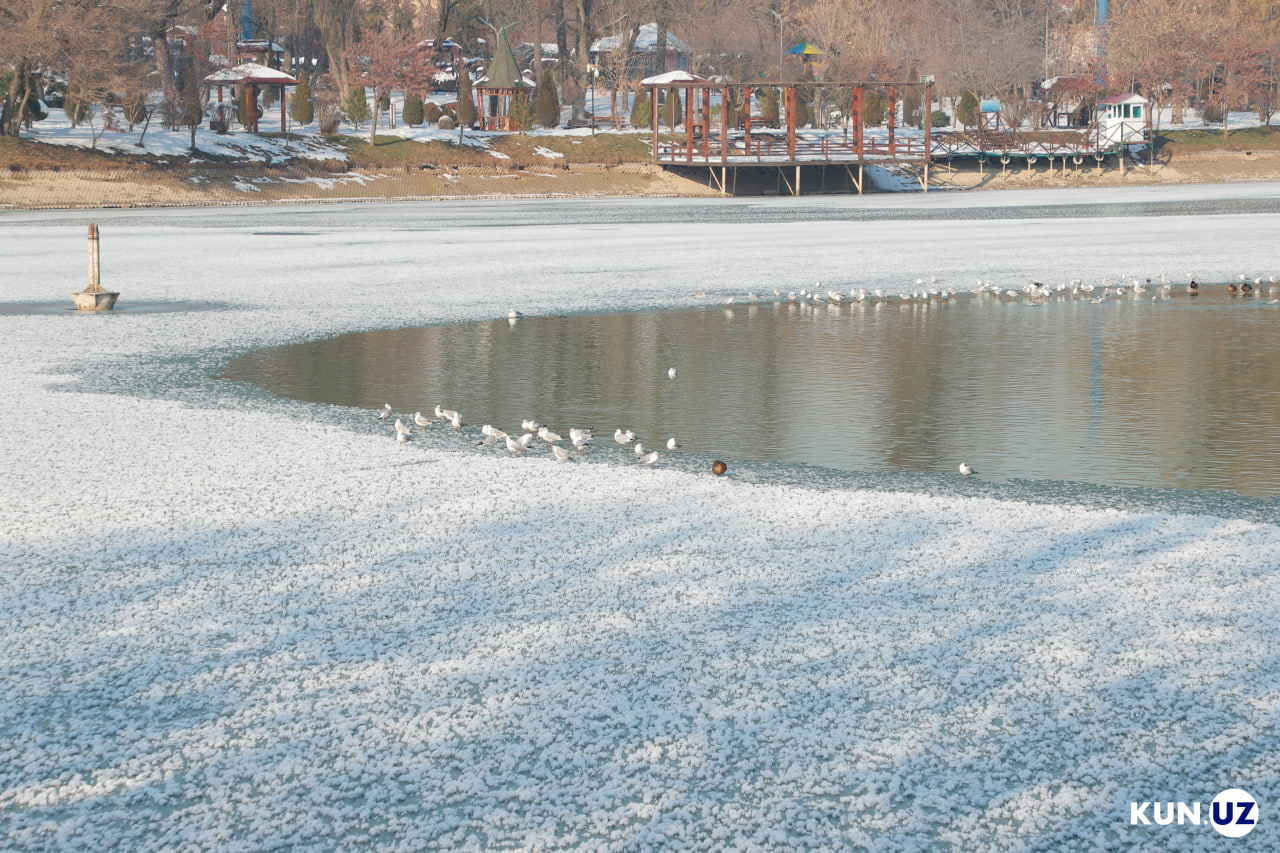 Пруд зимой. Замерзший водоем. Как замерзают водоемы. Как быстро замерзает водоем. Водоемы зимой.