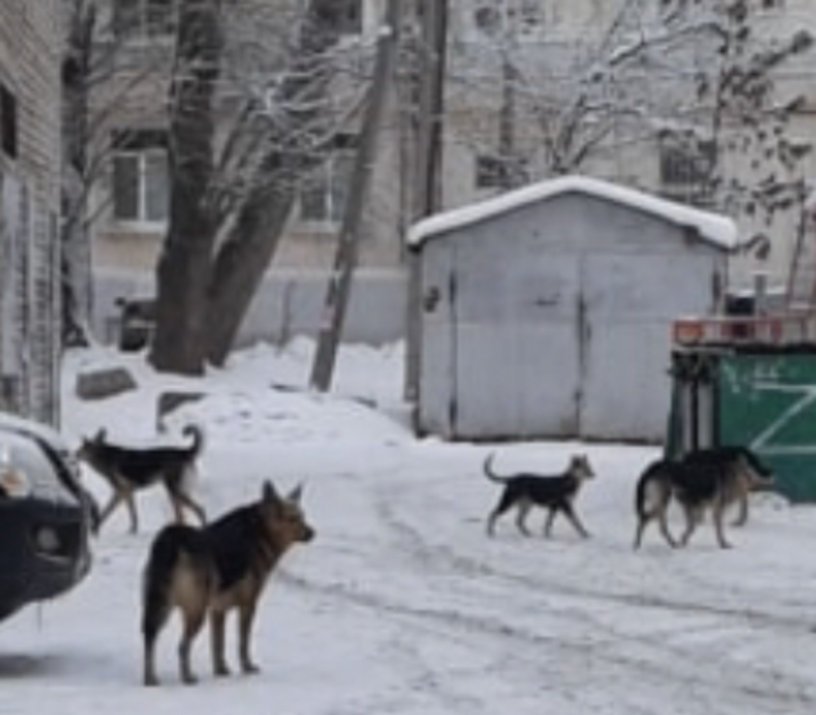 Смоленск Эвтаназия Животных