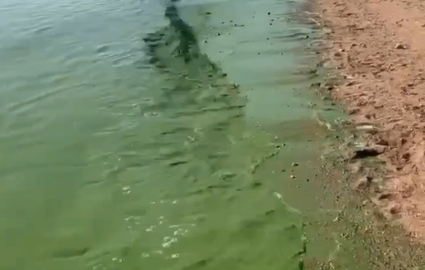 Вода в Финском заливе