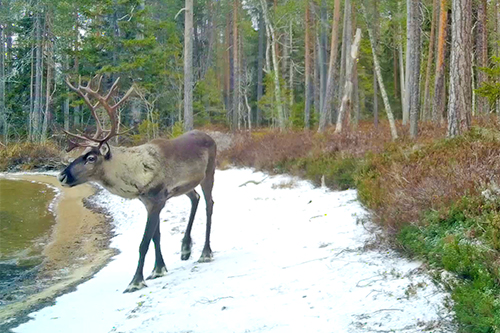 Лесной северный олень. Фото: Данила Панченко / ИБ КарНЦ РАН
