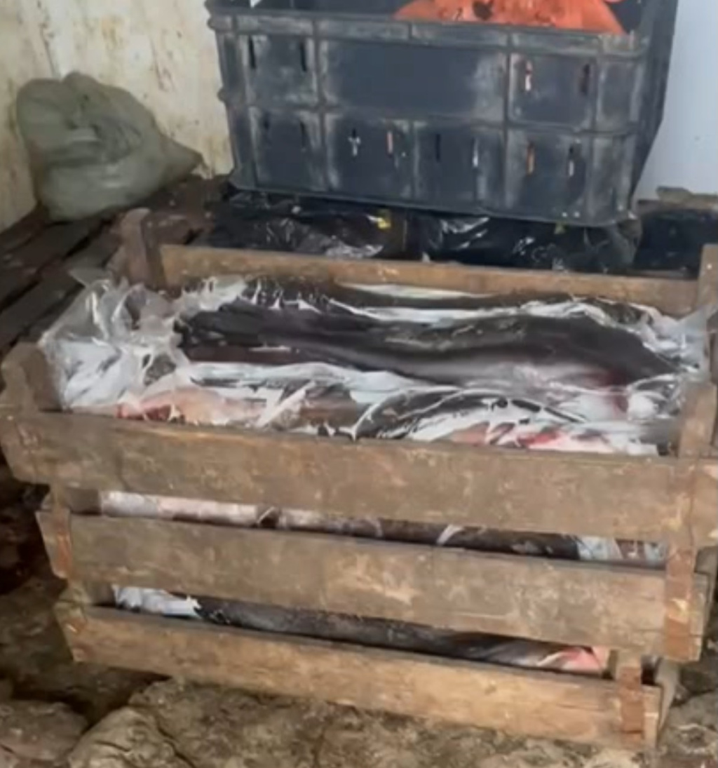 В Астраханской области обнаружили более 29 тонн незаконно добытой рыбы