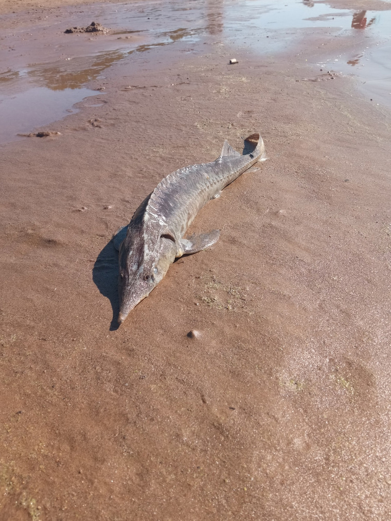 Две таких рыбы лежали на берегу реки в Добрянке