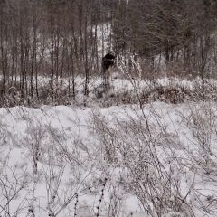  Вот так встреча: В Чувашии проверили состояние подкормочных площадок экология Чувашии 