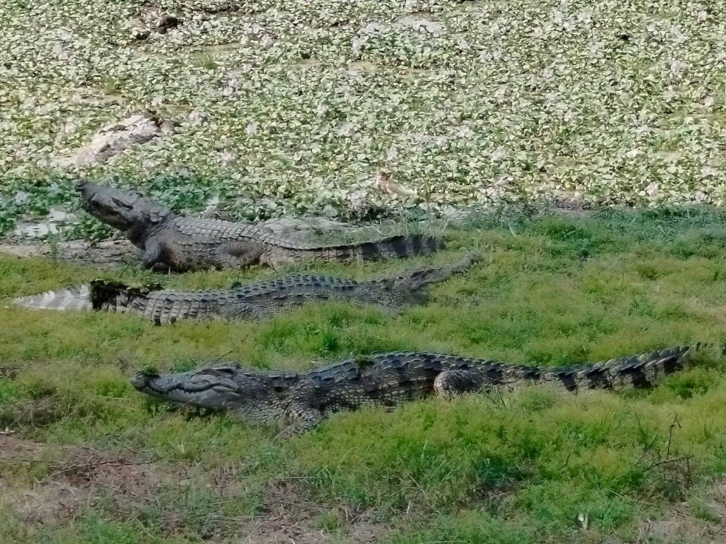 Кат тьен 10.jpg