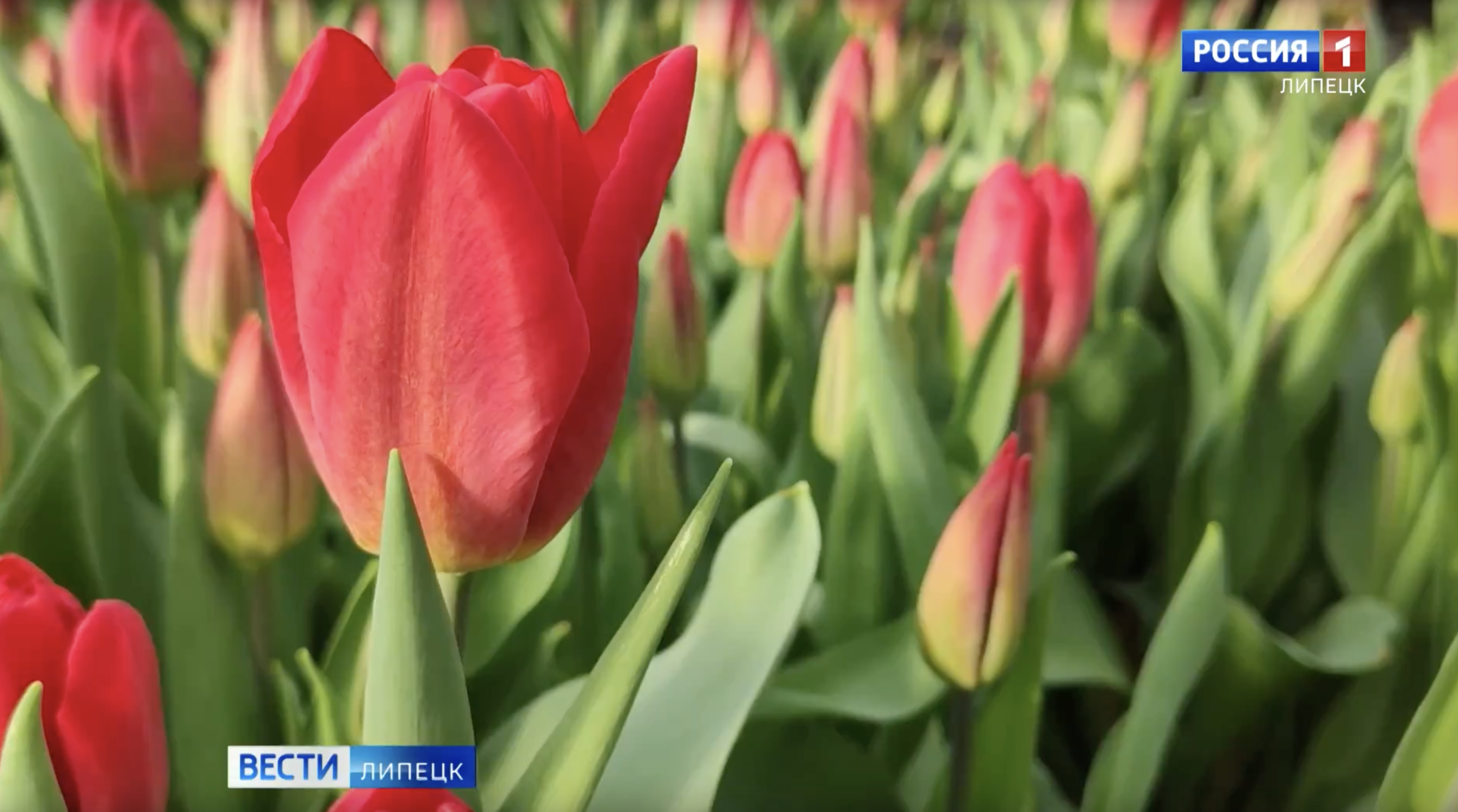 80 тысяч распустившихся тюльпанов украсили клумбы Липецка