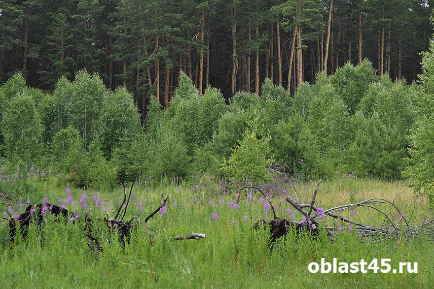 Тысячи человек, самолет и вертолет готовы спасать зауральцев и природу от пожаров