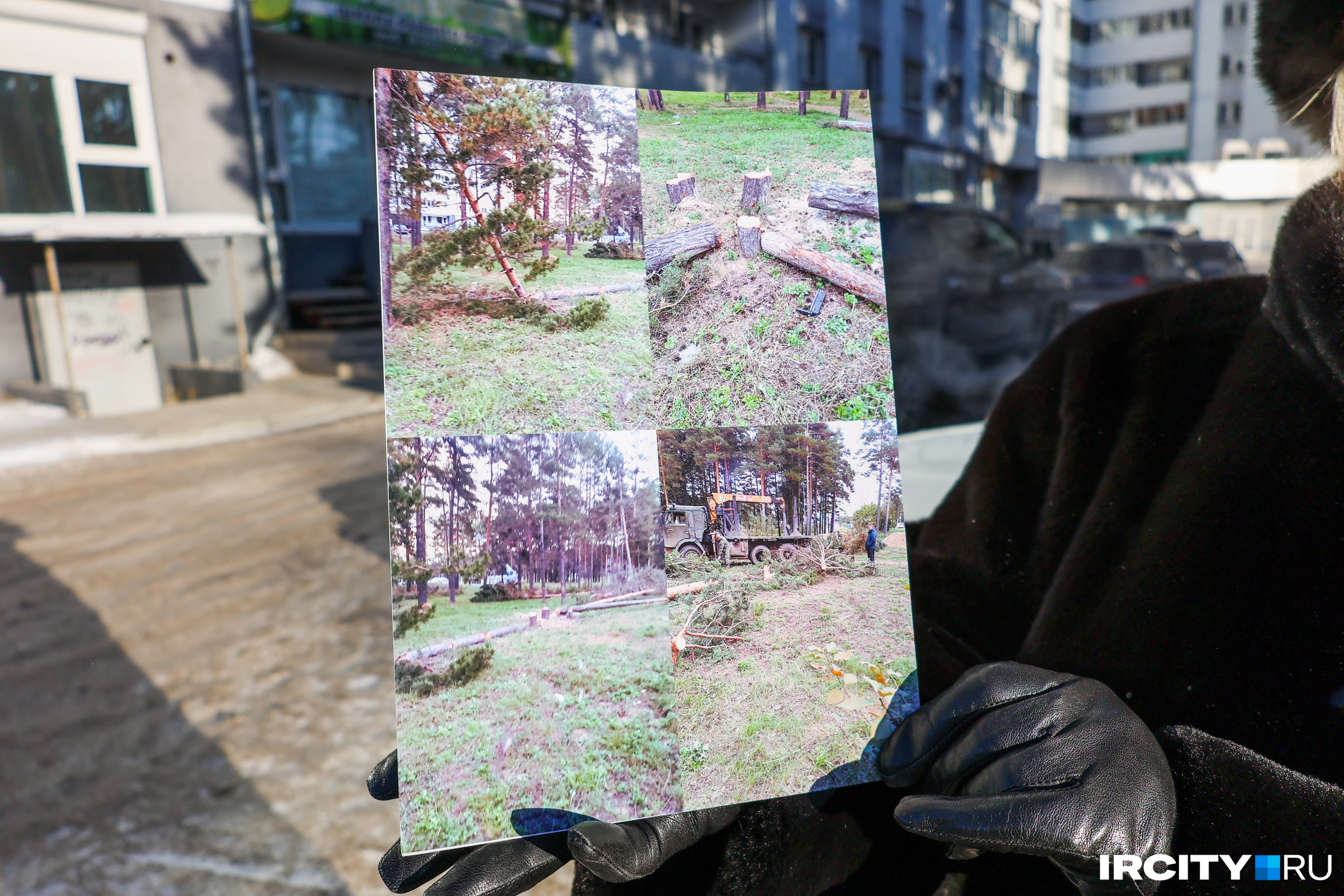 Жители показывают, что осталось от сосен после очередного набега застройщика утром, пока люди спали