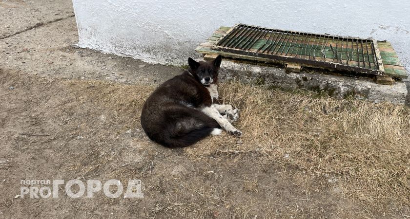 Житель Коми получил срок за убийство собаки 