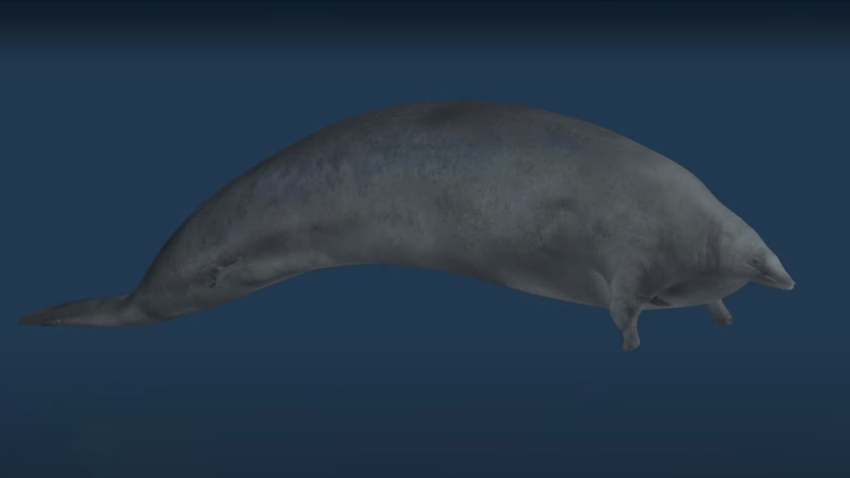 Perucetus colossus. Самое тяжелое животное в мире. Гигантский кит-базилозавр perucetus colossus. Самое тяжелое существо в мире. Перуанский кит.