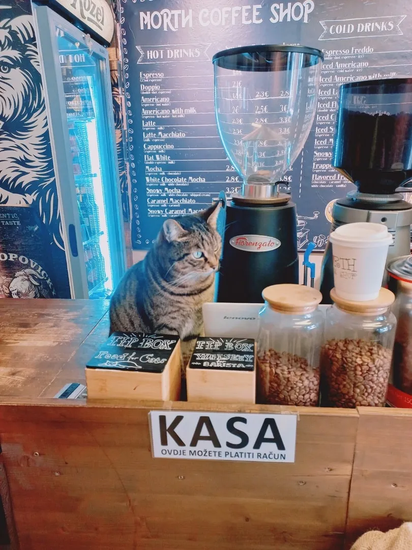 Кофейный кот.