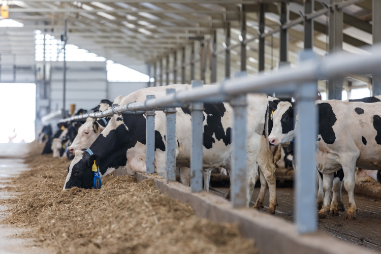 Что касается заболеваний, то больше всего коровы страдают от заболеваний ЖКТ, но в этом виновато неправильное или недостаточное кормление