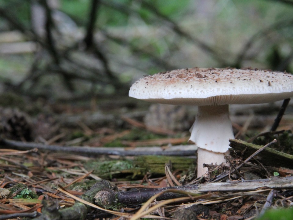 Из лесов Подмосковья выносят полные корзины «мясных» грибов