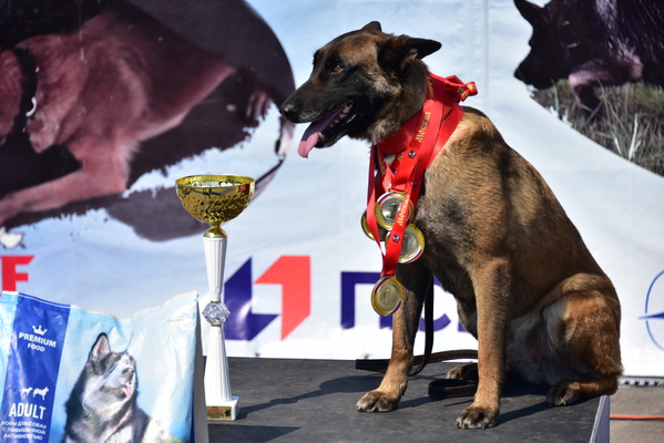 В Подмосковье завершился Чемпионат ФСИН России по многоборью кинологов 