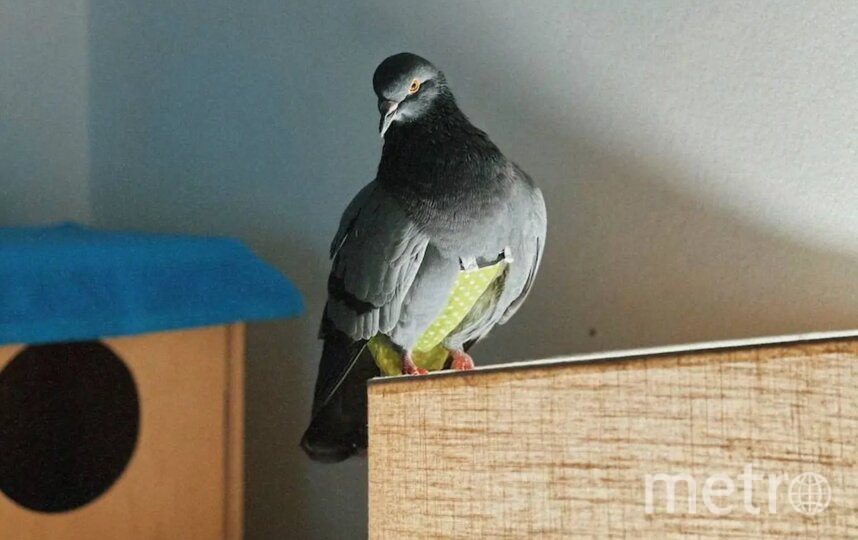 Серьёзный мужчина Густав.