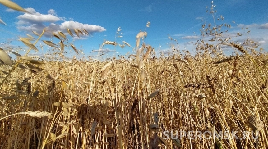 Эксперты сообщили о паразитных грибах в семенах под посевы в Омской области