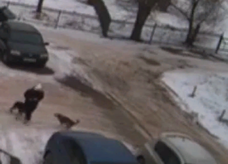 Нападение питбуля на человека. Стая собак. Свора собак. Бродячие собаки. Нападение собак на людей видео.