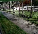 Очевидец: в Охе медведь решил дать отпор преследующей его машине