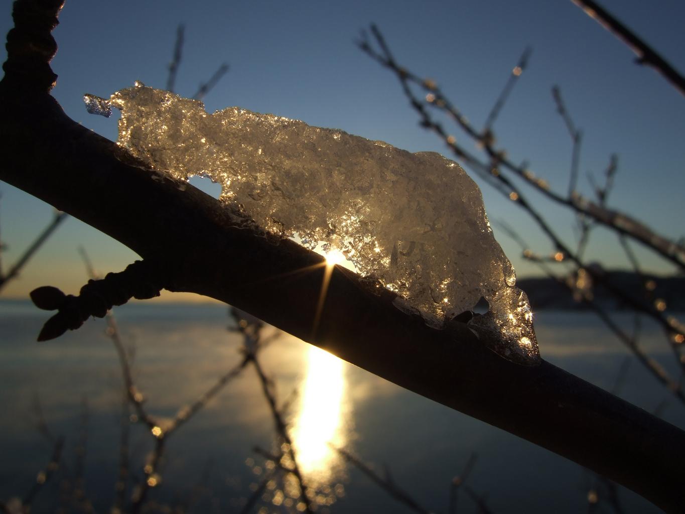 ice_sunset_branch_twig