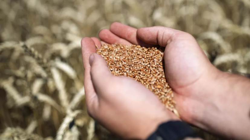 Глава Всемирной продовольственной программы: зерновую сделку нужно продлить «любой ценой»
