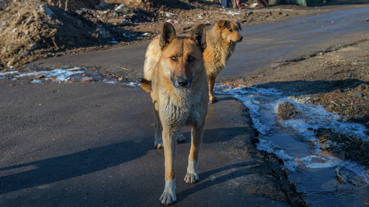 Бродячие собаки новости