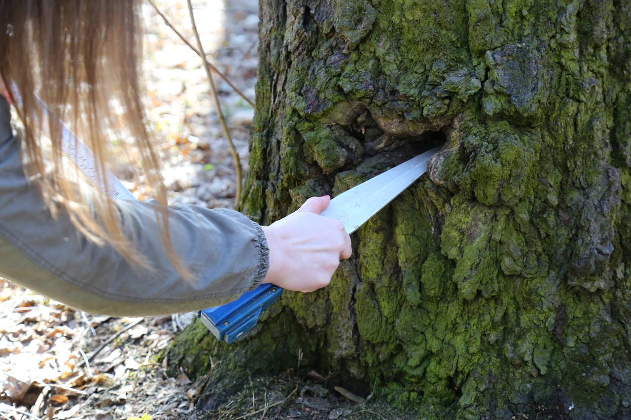 Рубит дерево. Срубленные деревья. В лыхны срубили дерево. Срезанное дерево. Срубил дерево посади.