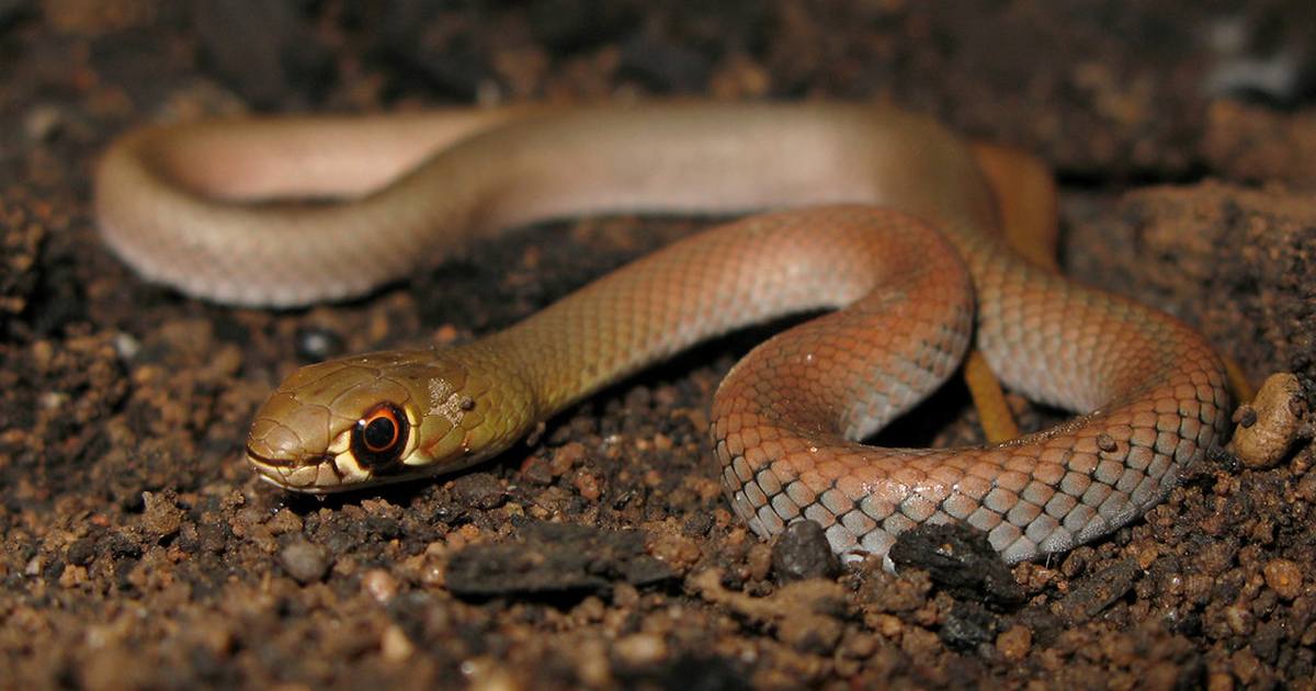 Коричневая змея. Demansia Psammophis. Коричневая ДЕМАНСИЯ (Demansia Psammophis). Psammophis змея.