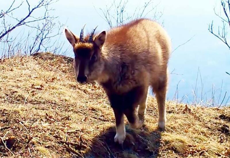 Амурский горал рисунок