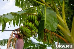 В большей степени от заморозков пострадали фруктовые деревья