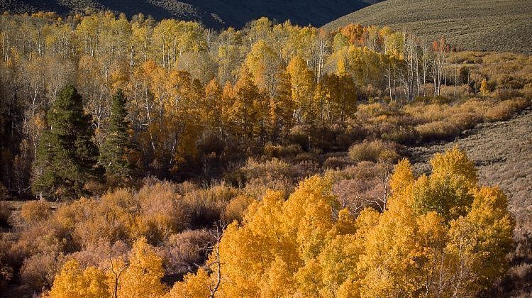 Зелёное сердце Сочи под ударом: прокуратура раскрыла теневой бизнес в нацпарке