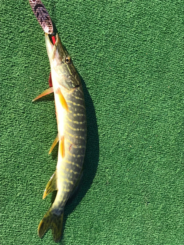 Рыбный севастопольский синдром 