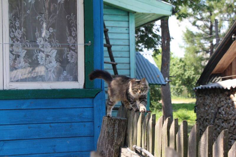 Энтузиасты взялись облегчить участь бездомных животных 